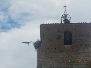 Stork's nest on the belfry of the church